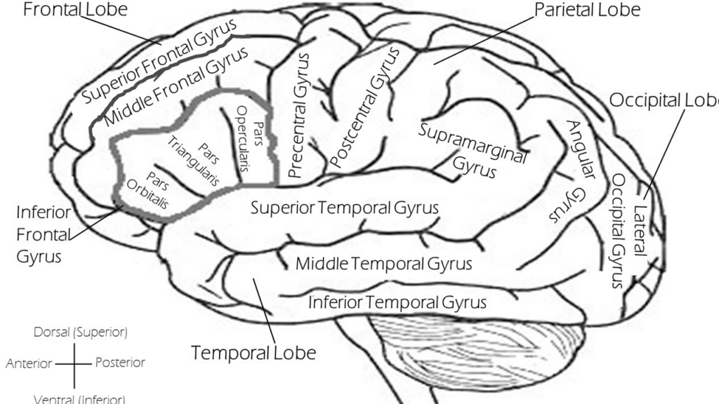 Hypnose wissenschaftlich erklärt – Was wirklich im Gehirn passiert